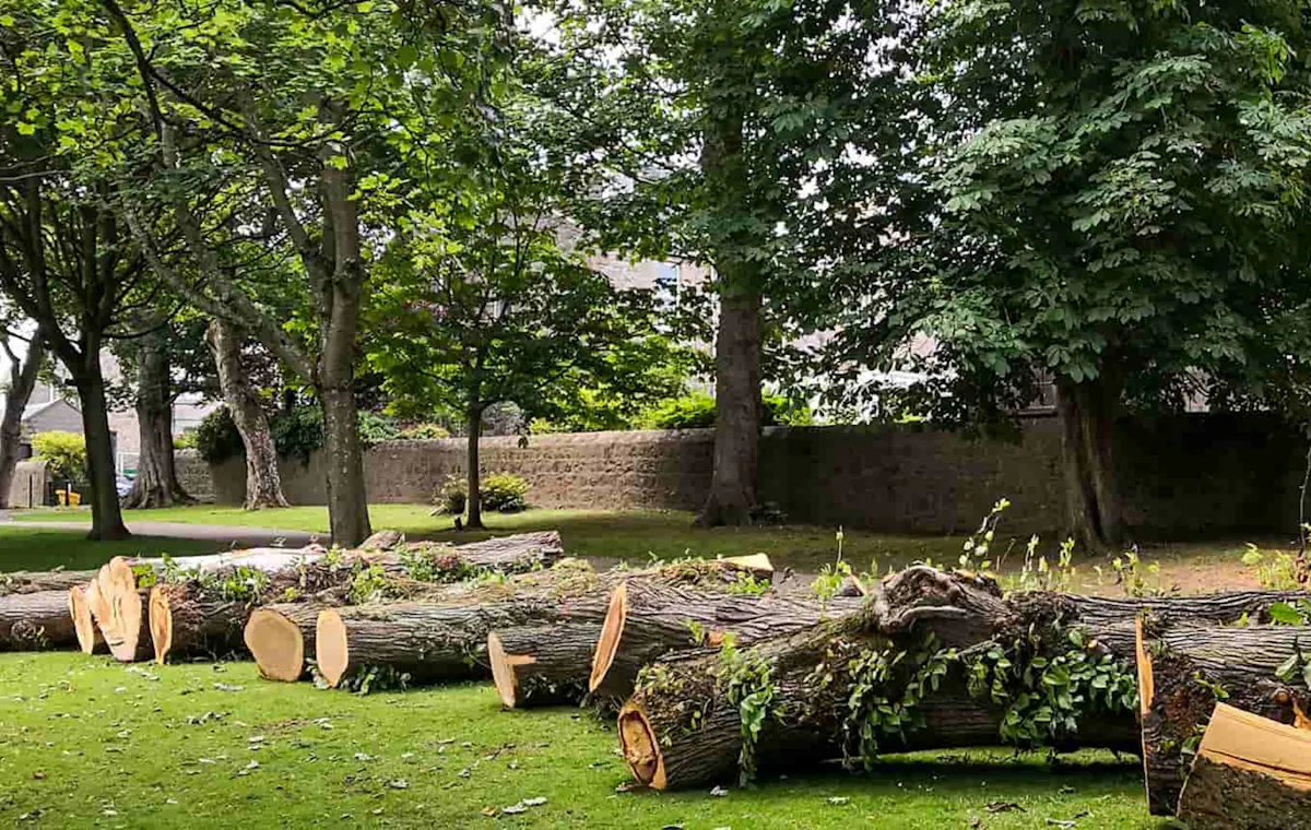 Tree service work