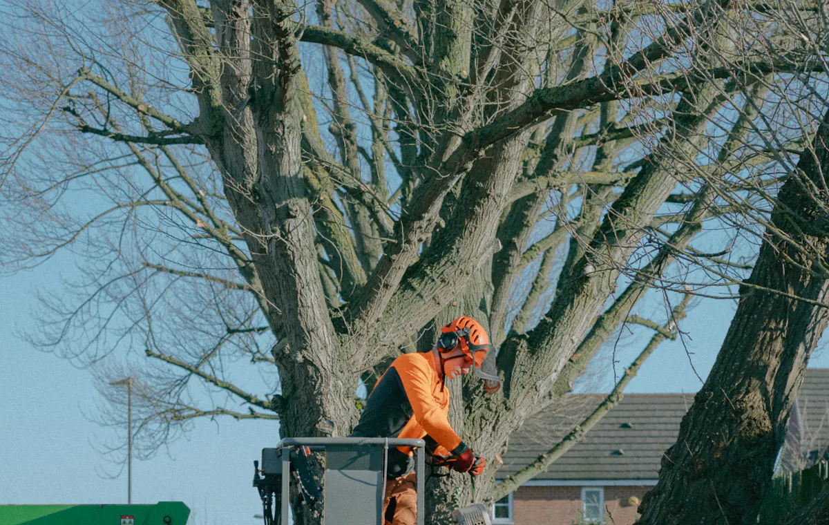 Tree service work