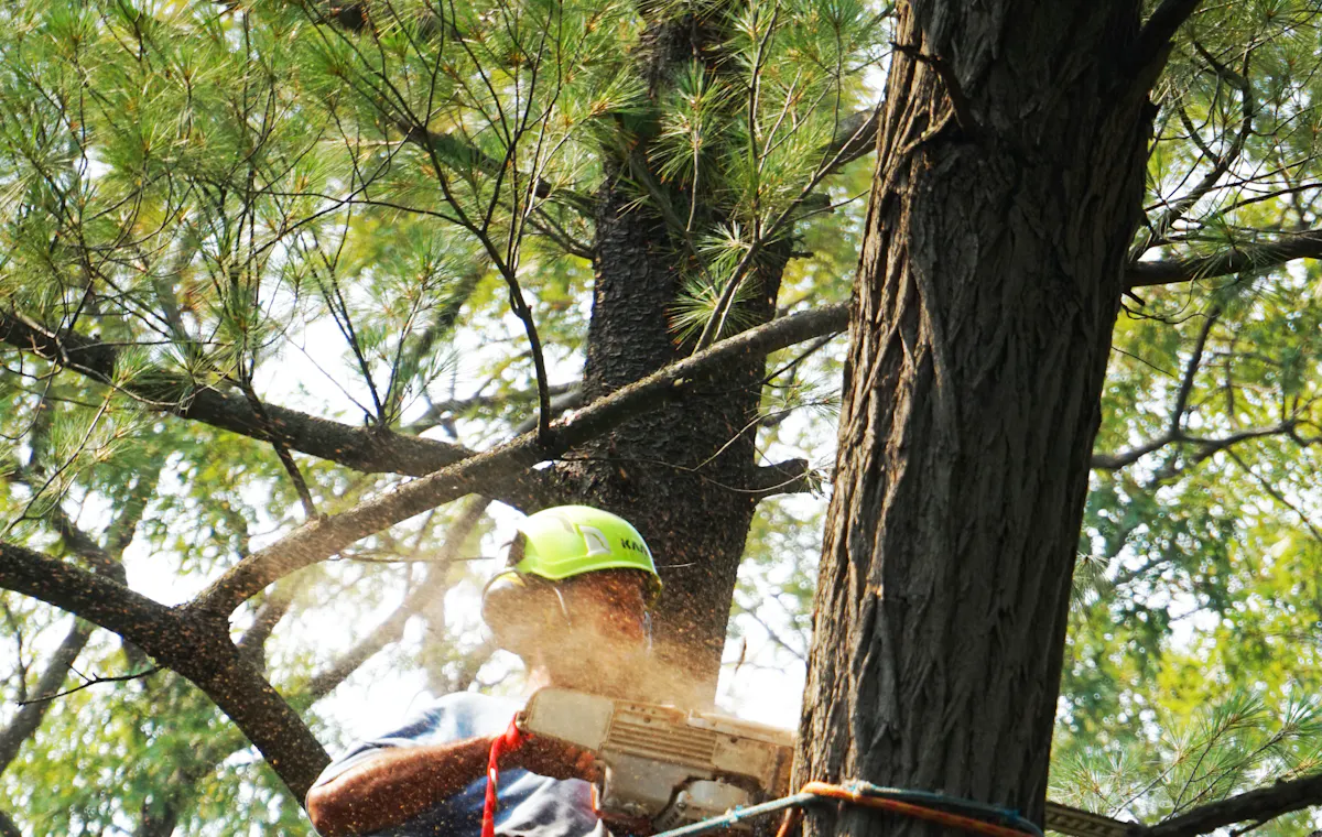 Tree service work