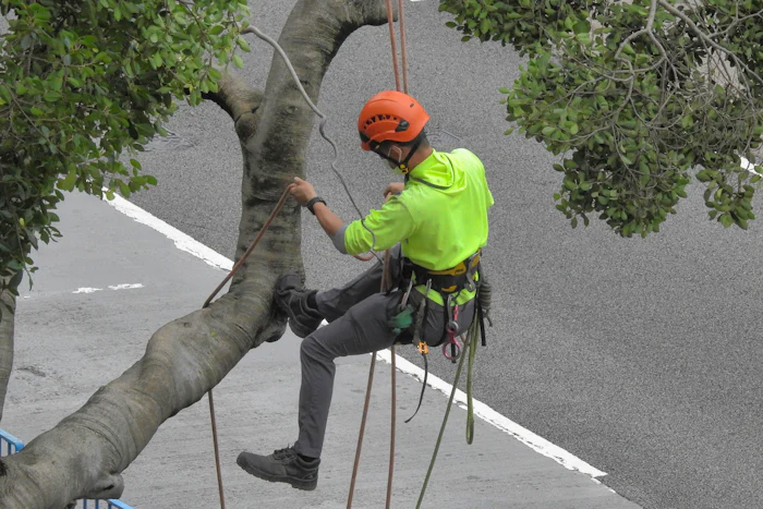 Tree service work