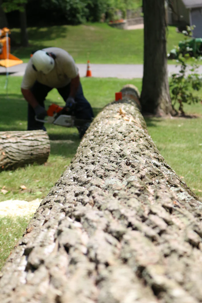 Tree service work