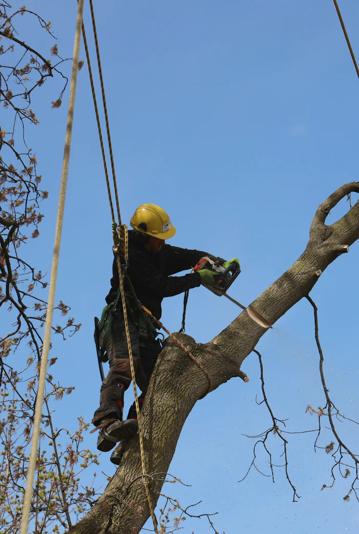 Tree service work