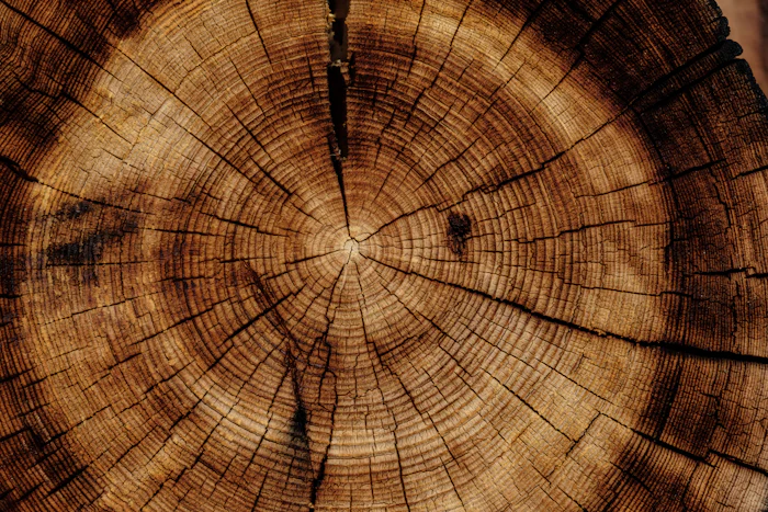 Tree service work